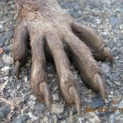 アライグマの足は指が長い