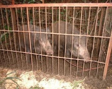 捕獲したイノシシの写真(檻に入っている)