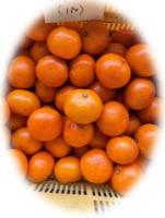 収穫された給食用提供みかん