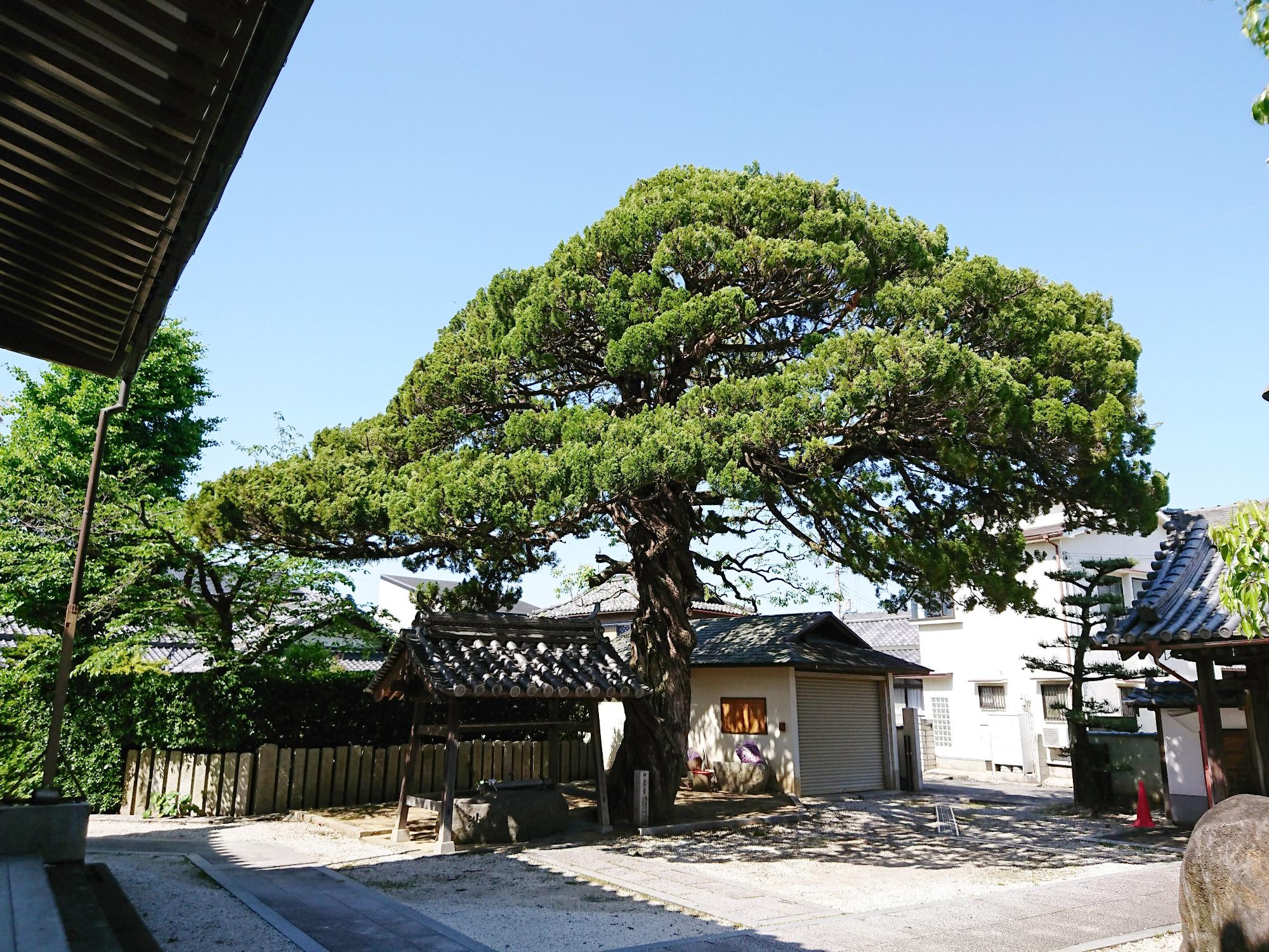 境内から見た妙順寺のカイヅカイブキ