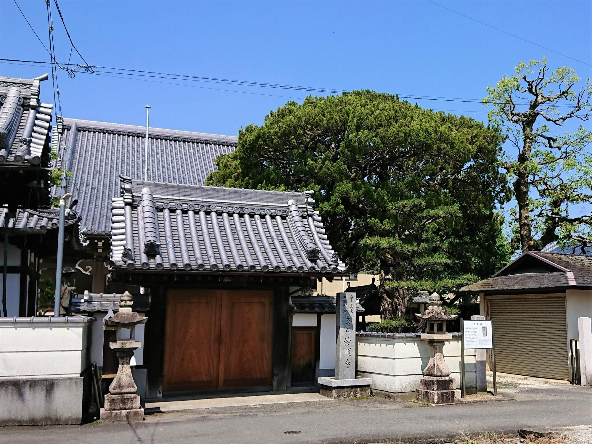 妙順寺門前から見たカイヅカイブキ