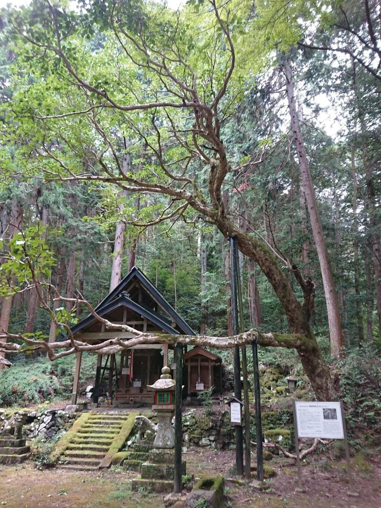 枝葉が境内を覆う菅原神社のカクレミノのようす