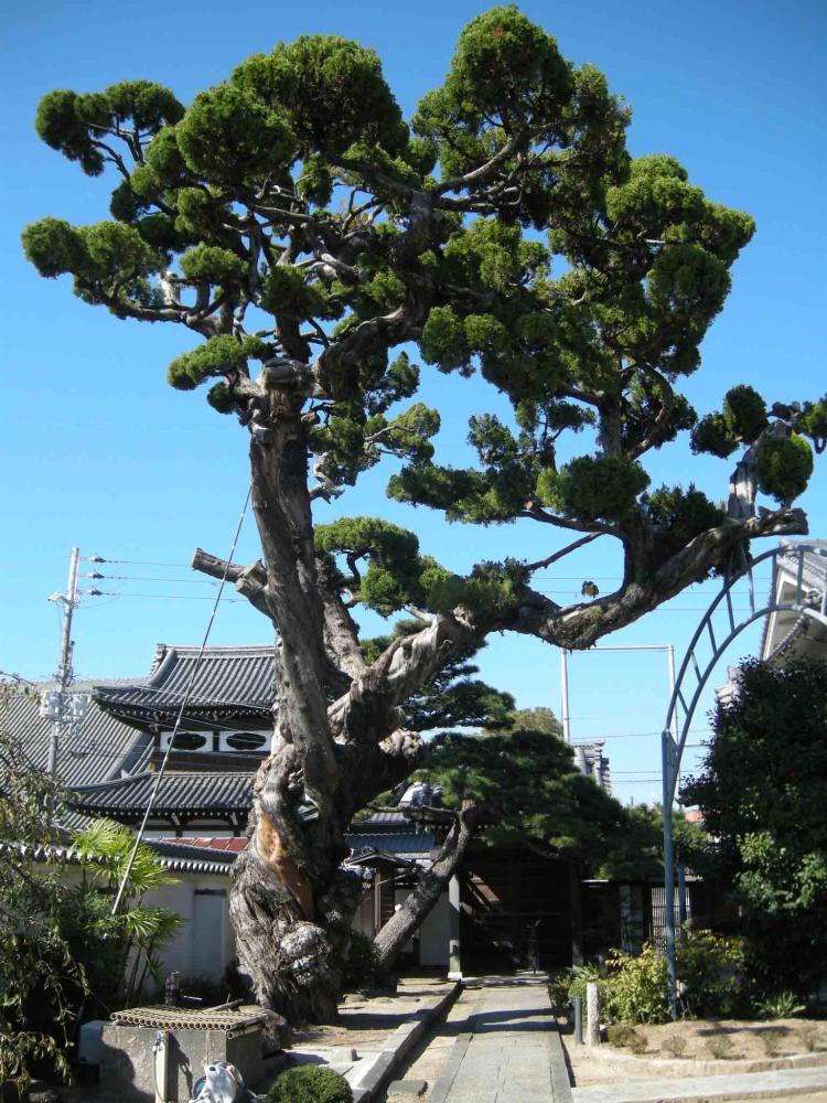 高くそびえる尊光寺のカイヅカイブキのようす