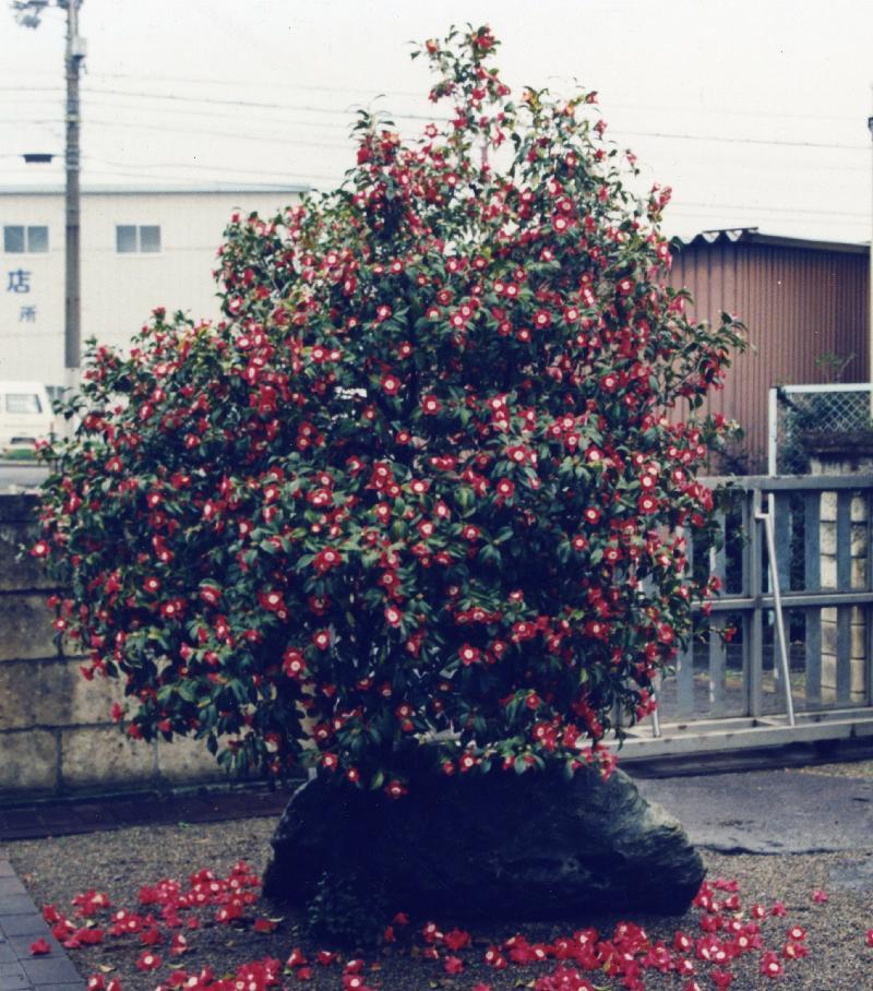 卜伴椿の1株の写真