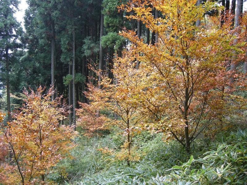 バッファゾーンに植えたブナの苗の写真