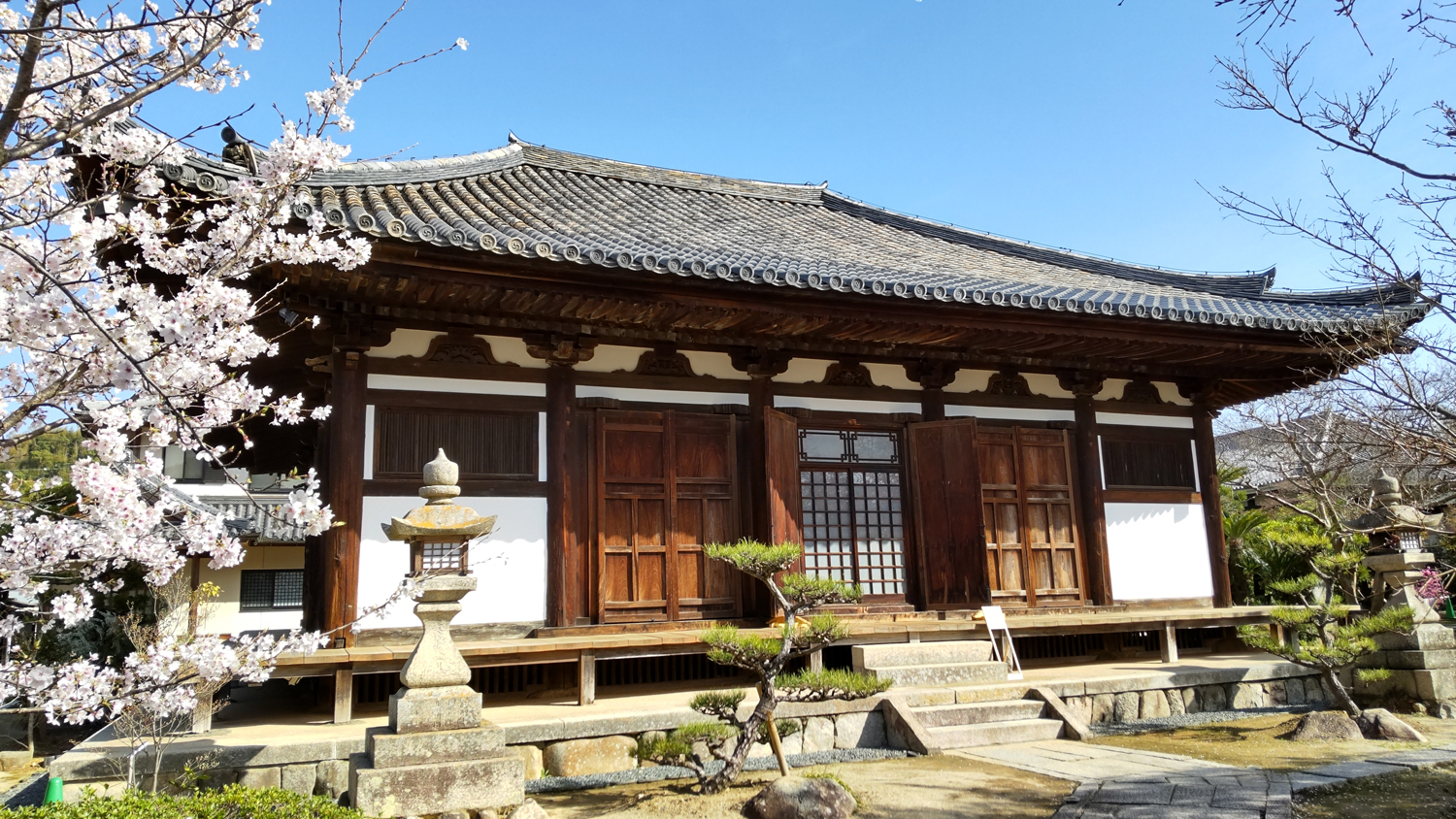 国宝孝恩寺観音堂と桜