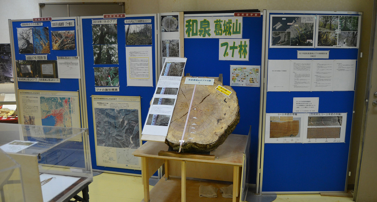 自然遊学館に新たにコーナーが設けられたブナの展示写真