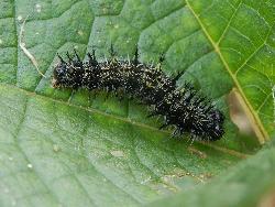 アカタテハの幼虫。タテハチョウ科。せんごくの杜では、成虫の写真を撮影できていません。成虫の前翅長は33ミリメートル前後です。前翅は先半分が黒色で白斑が入り、基部が橙色に黒斑が入ります。後翅はほぼ褐色で、縁が橙色です。後翅の裏面は、褐色の地色に複雑な模様が入ります。春から秋にかけて、成虫が見られます。幼虫は、カラムシ、コアカソ、ヤブマオなどのイラクサ科の葉を食べます。この画像は、葉の上にいる1個体の幼虫を撮影したものです。幼虫は黒色で、各節から突起が多数、出ます。