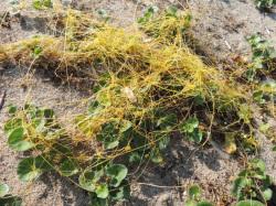 アメリカネナシカズラ。ヒルガオ科。一年草。他の植物にからみついて養分を吸い取る寄生植物です。黄色の蔓を伸ばし、葉は退化しています。 夏から秋にかけて小さな白い花が咲きます。北アメリカ原産の帰化植物です。この画像は、ハマヒルガオの群落に覆いかぶさっている状態を撮影したものです。