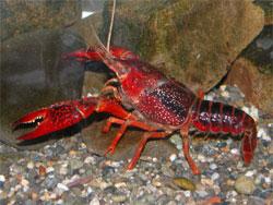 アメリカザリガニ。アメリカザリガニ科。北アメリカ原産の外来種。成熟個体の体長は8から12センチメートルで、それより大きくなることもあります。5対ある歩脚のうちの第1歩脚が大きなハサミ状になっています。雑食性。この画像は水槽内の1個体を撮影したものです。