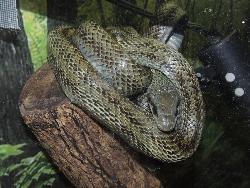 アオダイショウ。ナミヘビ科。全長110~200cm。背面は青味がかった茶褐色。成蛇は主にネズミを摂食し、幼蛇はそのほかにカエルやトカゲも摂食します。画像は、飼育ケースの中で、1個体が材の先で丸まっている状態を撮影したものです。