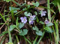 アオイスミレ。スミレ科。多年草。春に、うすい紫色で5枚の花びらを持った花を咲かせます。葉はハート型です。この画像は、斜面に生えた株で、5個の花が咲いているところを撮影したものです。