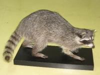 アライグマ。アライグマ科。頭胴長40~60センチメートル。尾長20~40センチメートル。体色は灰褐色で、目の周りから頬にかけて黒色の斑紋があります。尾に黒色の横縞があるのも特徴です。雑食性。北アメリカ原産の外来種で、環境省により特定外来生物に指定され、飼育や運搬が禁止されています。画像は、自然遊学館に展示されている1個体のはく製を撮影したもので、右向きです。
