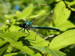 アサヒナカワトンボ。カワトンボ科。成虫の体長は42から57ミリメートルです。細長い体形をしています。光沢のある緑色の体色をしています。ふつう翅は透明ですが、橙色型と呼ばれる色を帯びた翅を持つタイプが出現することもあります。成虫は、春から夏にかけて、渓流沿いで見られます。幼虫は、川の上流域に生息します。この画像は、葉に止まっている1個体を横から撮影したもので、左手前向きです。翅は、背面の上で閉じて止まっています。以下、注釈です。トンボの仲間は、陸生の成虫も、水生の幼虫も、他の昆虫などの小動物を食べます。
