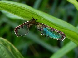 アヤヘリハネナガウンカ。ハネナガウンカ科。体長5ミリメートル前後。体はくすんだ橙色で、一番の特徴は、体長の倍以上の長さがある前翅です。前翅のほとんどは透明で、その前縁は翅脈が紅色で、黒色の斑紋に縁どられます。小さい後翅は目立ちません。ストロー状の口吻を草に突き刺して、汁液を吸います。この画像は、林縁の葉裏に、ぶら下がるように止まっていた1個体を撮影したもので、前翅は左右に広がっています。