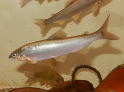 アユ。キュウリウオ科。全長30センチメートル前後。成魚の体色は、うすい青緑色で、背中側ほど濃い色をしています。秋に川の下流で産卵し、孵った仔魚と稚魚は海岸近くで生活し、春に川を上ってきます。仔魚と稚魚は肉食性から雑食性ですが、成魚は川底の石に付いた藻類を食べます。この画像の中央に、水槽内を左向きに泳ぐ成魚が1個体、写っています。その上に、もう1個体の体半分、その下には1個体のフナが写っています。