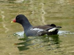 バン。クイナ科。留鳥。全長32センチメートル前後。池や川で見られます。全体に黒っぽい色で、嘴と額が赤色、脚は黄色です。雑食性で、昆虫、甲殻類、植物の種などを食べます。この画像は、水面にいる1羽を撮影したもので、左向きです。