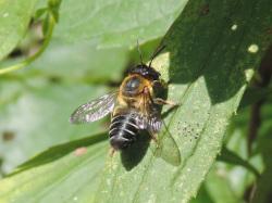 バラハキリバチ。ハキリバチ科。体長13ミリメートル前後。春から秋にかけて成虫が出現します。ずんぐりとした体型です。体色は黒色で、胸部の縁には黄褐色の毛が生え、腹部各節の後縁にも短い毛が生えています。胸部と腹部の間がくびれています。木の幹に出来た穴に、切り取った葉を運び込んで、幼虫のための部屋を作り、花粉と蜜を集めて、幼虫の餌とします。成虫は春から秋にかけて出現します。この画像は、葉の上に止まっている1個体をほぼ背中側から撮影したもので、頭は上側にあります。