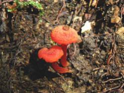 ベニヒガサ。キシメジ科。夏から秋にかけて、林床に生えます。色は名前のとおり紅色です。傘の直径は1から3センチメートル、柄の長さは4から8センチメートルです。この画像は、地面から生えた2本を撮影したものです。