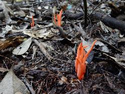 ベニナギナタタケ。シロソウメンタケ科。林床に生えます。形は細長い棒状で、紅色です。高さは10センチメートルを超えることもあります。この画像は、林床を撮影したもので、手前に6本程度の塊があり、奥の方にも少し生えています。