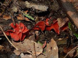 ベニチャワンタケモドキ。ベニチャワンタケ科。落枝などに生えます。紅色のキノコで、短い柄の先に、直径5から20センチメートルのお椀型の子のう盤が開きます。この画像は、地面に埋もれかけた落枝から生えた10個ほどを撮影したものです。