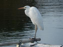 ダイサギ。サギ科。留鳥。全長90センチメートル前後。川や池で見られます。全体に白色です。嘴は黄色、脚は黒色ですが、繁殖期には色が変わります。動物食で、魚類、甲殻類、両生類などを食べます。この画像は、池から突き出した桟橋の杭に止まっている1羽を撮影したもので、左向きです。