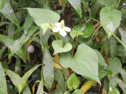 ドクダミ。ドクダミ科。多年草。地下茎を伸ばして群落を形成します。地上の茎の高さは、20から50センチメートルになります。葉はハート型や、それに近い形です。春から夏にかけて花が咲きます。4枚の白色の花弁のように見えるものは、葉が変形した総苞で、その総苞から先の穂状になった花序に、うす黄色の花を密生させます。その花は雄蕊と雌蕊だけで、花弁も咢もありません。ドクダミの特徴は、強いにおいと、薬草として効能が多岐にわたることです。この画像の中央には、1個の花序と、その周りに葉が数枚写っています。