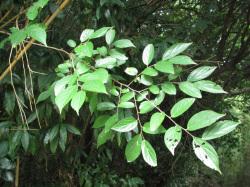 エノキの葉。この画像は、枝先の葉を撮影したものです。葉が50枚ほど写っています。