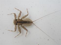 エルモンヒラタカゲロウの幼虫。ヒラタカゲロウ科。成虫の体長は10ミリメートル前後です。体色は、うす黄色で、翅は透明です。幼虫は平らな体型で、褐色です。鰓が腹部の側面から広く張り出し、尾毛は2本です。川の上流域から中流域に生息し、石に表面に生えた藻類を食べます。春と秋に成虫が出現するそうです。この画像は採集した1個体の幼虫を白いトレイに入れて背中側から撮影したもので、左向きです。