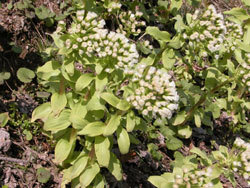 フキの雌株。雌株の花茎の先に咲いた花も、多数の頭状花から形成され、白色です。この画像は、花を咲かせた3本の花茎を撮影したものです。