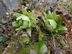 フキノトウ。フキは早春に地下茎から花茎を立てます。その葉が開き切っていない若い花芽をフキノトウと呼び、山菜として食用になります。この画像は、地面から出た2個のフキノトウを撮影したもので、うすい緑色をしています。