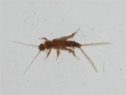 フサオナシカワゲラ属の幼虫。オナシカワゲラ科。体長5ミリメートル前後。オナシカワゲラの仲間は、成虫も幼虫も、カワゲラの仲間としては小型で、細長い体型をしています。フサオナシカワゲラ属は、何種類か含まれていると思われます。幼虫は、頸部に総状の鰓を持つのが特徴です。この画像は、採集した1個体の幼虫を白いトレイに入れて撮影したもので、左向きです。全身、褐色です。