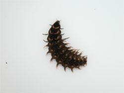ゲンジボタルの幼虫。幼虫の体色は褐色で、各節に1対の黄褐色の斑紋が入ります。水生で、淡水貝の巻貝であるカワニナの軟体部を消化液で溶かして食べます。頭部が小さいのは、カワニナの殻と蓋の隙間に、突っ込みやすくするためだと思われます。この画像は、採集した1個体の幼虫を白いトレイの上に置いて撮影したもので、上向きです。体を右にひねっています。