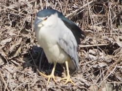 ゴイサギ。サギ科。留鳥。全長58センチメートル前後。池、川、海岸沿いで見られます。頭頂、背、羽根が紺色で、頬、胸、腹は白色、嘴は黒色、脚は黄色です。夜行性。動物食で、主に、魚類、甲殻類、両生類、昆虫などを食べます。この画像は、池の水際の地面に、1羽がこちらを向いて止まっているところを撮影したものです。