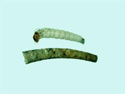 グマガトビケラ属の幼虫と筒巣。ケトビケラ科。体長6ミリメートル前後。翅の色は黒い褐色です。成虫は春から夏にかけて出現します。幼虫は、川の中流域から上流域にかけて生息し、細かな砂粒で、やや曲がった筒巣を作ります。この画像は、白いトレイの上側に採集した1個体の幼虫を置き、下側に1個の筒巣を置いて撮影したもので、いずれも左側に頭と筒巣の入口があります。