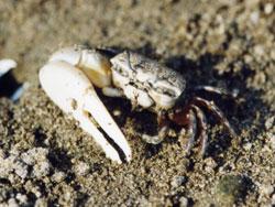 ハクセンシオマネキのオス。スナガニ科。甲羅の幅は18ミリメートル前後です。オスの左右どちらか片方のハサミが極端に大きくなります。全体的に白っぽい色をしています。河口の干潟に穴を掘って生活します。砂と泥から珪藻やバクテリアを取り分けて食べます。繁殖期は6月から8月にかけてで、その期間には、オスがメスに求愛するために、大きなハサミを振る行動が見られます。この行動をウェービングといいます。近木川河口では、1995年に初めて確認されました。この画像は、干潟の砂の上にいる1個体のオスを、手前斜め上から撮影したものです。このオスは右側のハサミが大きい個体です。この画像の中では、左側に大きなハサミが写っています。