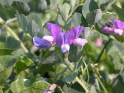 ハマエンドウ。マメ科。海岸に生える多年草。地下茎を長く伸ばし、茎は地面を這い、先は斜めに立ち上がります。春から夏にかけて赤紫色や青色の花が咲きます。現在の二色の浜には自生おらず、自然遊学館がある市民の森公園の一角だけに生えています。画像の中央には、開いた花が3個あり、その周りに葉が写っています。