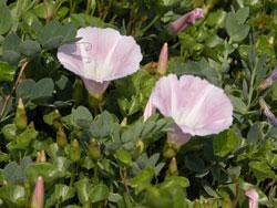 ハマヒルガオ。ヒルガオ科。海岸の砂地に生える多年草。地下茎を長く伸ばし、茎は砂上に伸び、ハート型の葉を付けます。春にラッパ状のピンク色の花が咲きますが、秋にも花が咲くこともあります。この画像の中央には、開いた花が2個あり、その周りに葉と蕾が写っています。