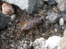 ハラオカメコオロギ。コオロギ科。体長12から15ミリメートル。背面は黒い褐色で、腹面は、うすい褐色です。顔は平面的です。開けた草むらの地面に生息します。卵で冬を越し、春に幼虫が孵り、秋に成虫が出現します。雑食性。この画像は地面にいる1個体を撮影したもので、右上向きです。