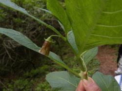 ハシリドコロ。ナス科。多年草。茎の高さは50センチメートルを超えることがあります。葉は長さが15センチメートルを超えるほど大きくなることがあります。春に、暗い無皿黄色で釣鐘状の花を垂れ下がるように咲かせます。この画像は、折った枝先を手で持って撮影したもので、1個の花が中央、左向きで写っていて、周りに大きな葉も写っています。