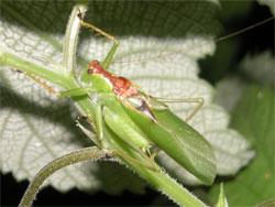 ハヤシノウマオイ。キリギリス科。体長25から45ミリメートル。体は緑色で、頭頂から前胸背板にかけて褐色の帯が入ります。細長い触角を持ち、前脚と中脚に数本のやや長い棘があります。夏から秋にかけて成虫が出現します。オス成虫は、左右の前翅を使って、スィーーッ・チョンと鳴きます。この画像は、草の茎に止まっている1個体のオス成虫を撮影したもので、左上向きです。