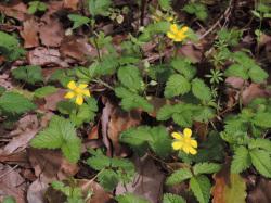 ヘビイチゴの花。この画像は、3個の黄色の花を撮影したもので、多数の葉も写っています。