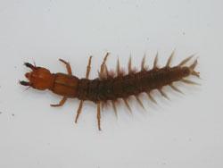 ヘビトンボの幼虫。頭部と前胸背板は赤褐色で、腹部は褐色です。大きな顎を持ち、腹部の各節側面から両側に、突起状に鰓が出ます。水生で、他の水生昆虫を大きな顎で捕まえて食べます。画像は、採集した1個体を白色のトレイに置いて撮影したもので、左向きです。