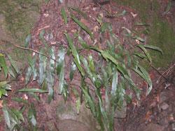 ヘラシダ。イワデンダ科。葉は単葉で、切れ込みが無く、細長いヘラ状の形をしています。この画像は、20本以上の葉が斜面から下向きに生えているところを撮影したものです。