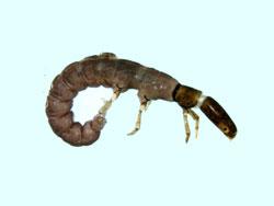 ヒゲナガカワトビケラの幼虫。ヒゲナガカワトビケラ科。幼虫は、細長い体型で、体色は褐色です。川の上流域から下流域まで生息し、大きな石の表面に、糸を吐いて、何個かの小さな石を固めて、巣を作ります。隙間に網を張って、流下してきた藻類や生物由来の分解途中の有機物などを食べます。この画像は、採集した1個体を白いトレイの上に置いて側面から撮影したもので、頭は右側にあり、腹部を下に曲げています。