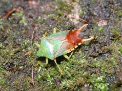 ヒメハサミツノカメムシ。ツノカメムシ科。体長16ミリメートル前後。体色は、鮮やかな緑色です。前翅の先半分の膜質部は褐色です。オス成虫は、尾端に赤色のハサミ状の突起が後方に出ます。成虫で冬を越し、春に繁殖し、夏に新成虫が出現します。口はストロー状で、植物の汁液を吸います。この画像は、木の幹にいる1個体のオス成虫を背中側から撮影したもので、左向きです。