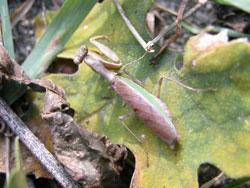 ヒメカマキリ。小型のカマキリ。オス成虫の体長は29ミリメートル前後、メス成虫の体長は30ミリメートル前後。体は褐色で、前翅の前縁が黄緑色です。卵嚢内の卵で冬を越し、春にふ化、秋に成虫になる年1世代の生活史を送ります。この画像は、葉の上にいる1個体のメス成虫を背中側から撮影したもので、左上向きです。