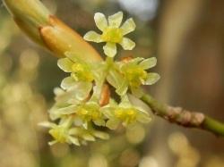 ヒメクロモジの雌花。この画像は、葉芽の付け根から出た8個ほどの6弁、黄色の雌花を撮影したものです。