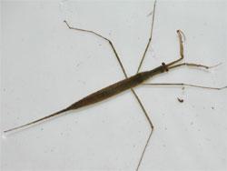 ヒメミズカマキリ。タイコウチ科。体長25から30ミリメートル。池沼や水田の水中に生息します。前脚は餌を捕獲するために鎌状になり、尾端から呼吸管が伸びます。昆虫、小魚、オタマジャクシなどを捕まえて、体液を吸います。この画像は、採集した1個体の成虫を白いトレイに入れて撮影したもので、右向きです。