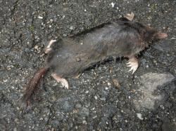 ヒミズ。モグラ科。全長11から14センチメートル程度。背面は黒色か黒い褐色で光沢があり、腹面はややうすい色です。落ち葉の下で浅い溝を掘り生活しています。雑食性で、土壌生物や木の実、果実などを摂食します。この画像は1個体の道路上にあった死体で、右向きです。